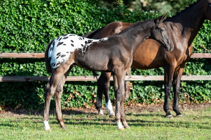 Summer Sale III: top price of €20,000 for colt by J-Nius V.V. Z