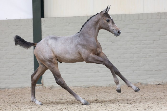 Best-selling foal to Belgium for €17,000: Successful auction