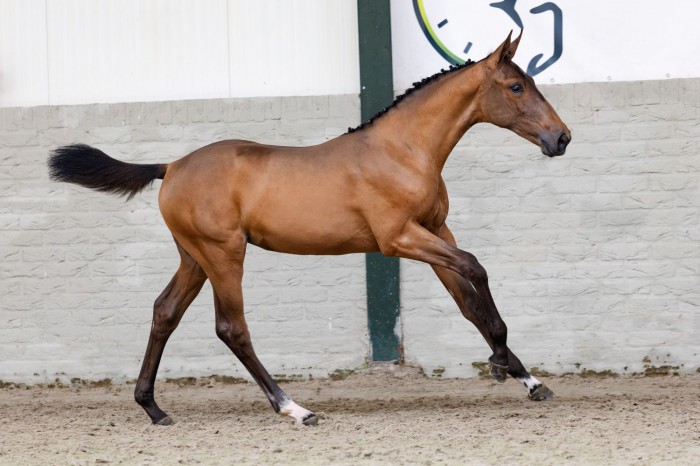 Summer Sale I: topprijs van €10.500 en bezoekers uit 118 landen