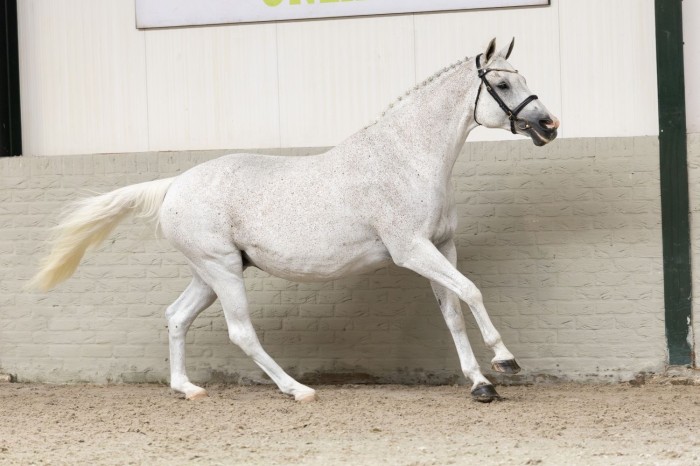 Embryos up to €26,000, broodmares up to €23,000, and foals up to €11,000