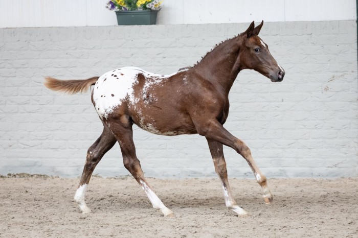 J-Nius V.V. Z levert opnieuw de topper, Julia Rose Z voor €40.333 naar Polen