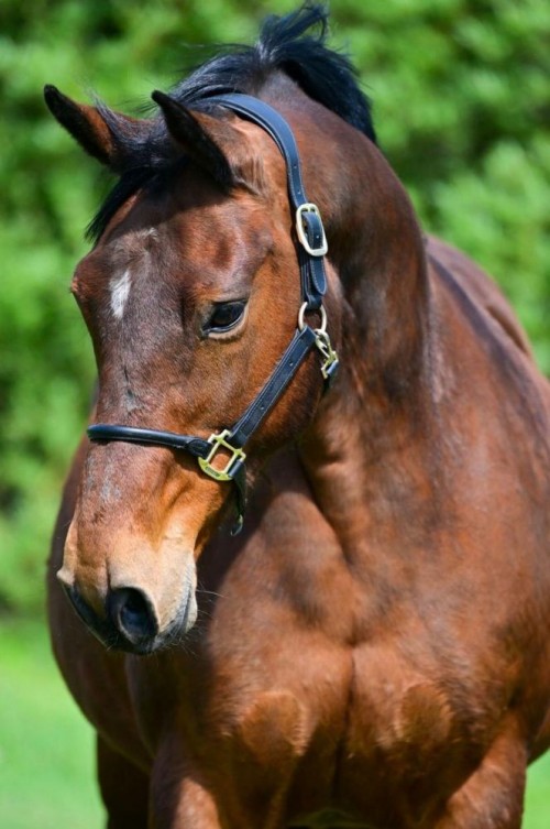 Excellentia Hero