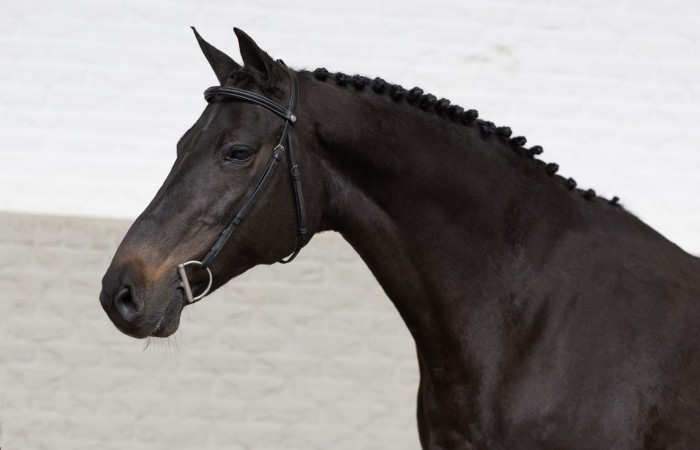 Quibelle Z (In foal to Maximus VDL)