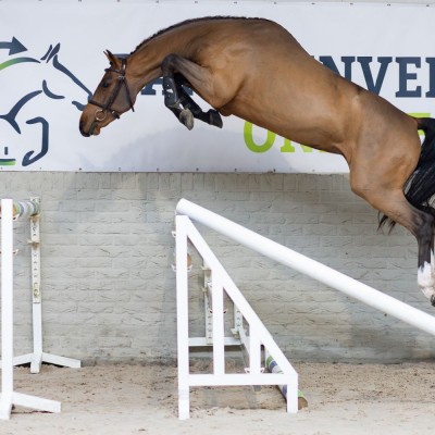 Future champions sold: top horse stays in the Netherlands for €40,000