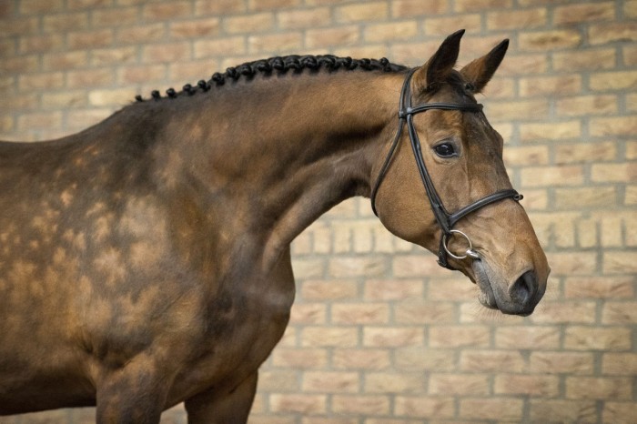 Implanted embryo Heartbreaker from Roosakker line sold for € 17,500