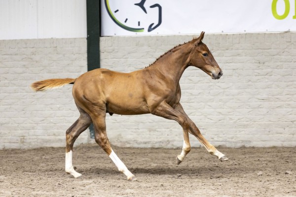 Top foal sold to the US for no less than € 27,000