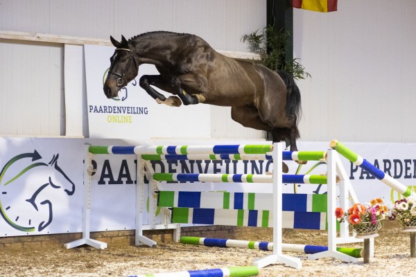 Nirvanna EB with € 35,000 auction topper Paardenveilingonline.com