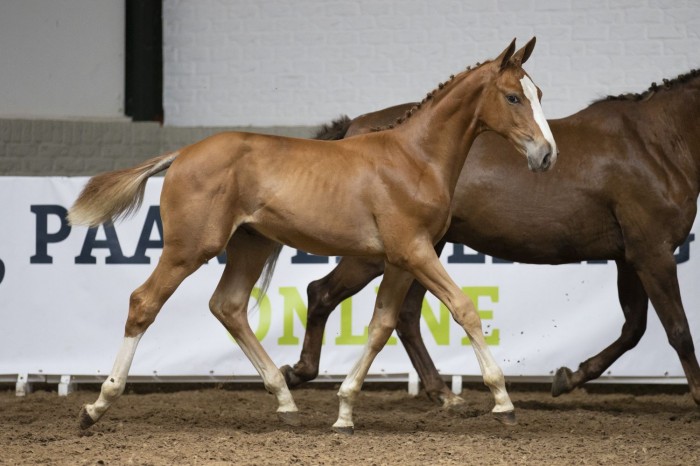 Veel interesse voor de embryo's: duurste €19.500