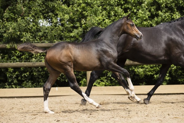 Casall stallion foal with €13,000 auction best seller