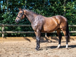 paardenveilingonline amalia vdl in foal to arezzo vdl