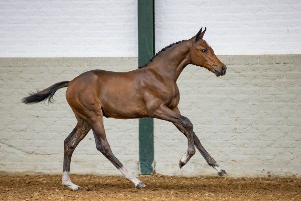 1st foal and embryo auction of 2022 a resounding success!