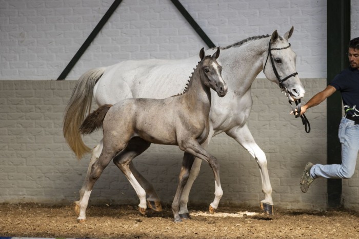 New foal & embryo collection online